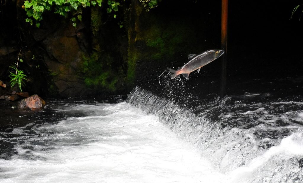 #Two pathogens linked to salmon health and survival in British Columbia