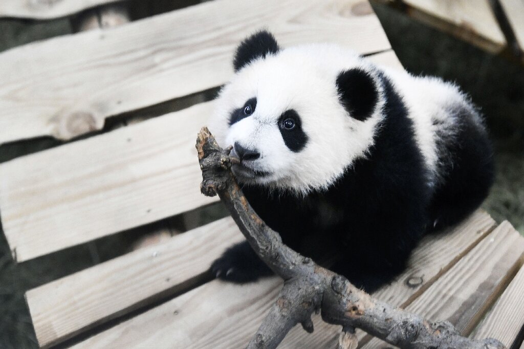 Male panda at Dutch zoo turns out to be female