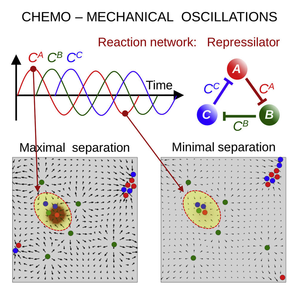 Utilizing chemo-mechanical oscillations to mimic protocell behavior in manufactu..