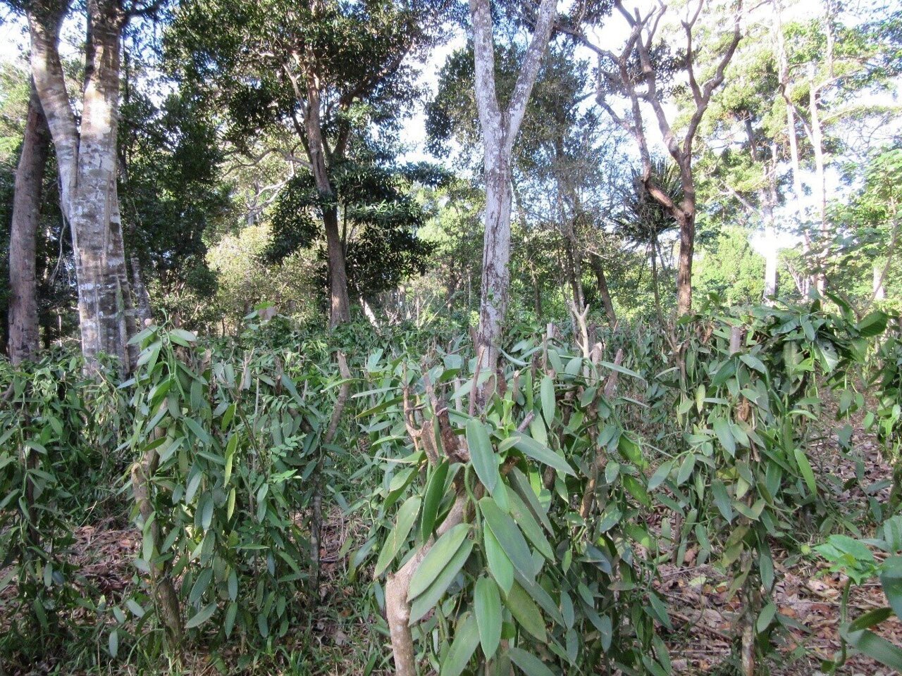 How vanilla cultivation in the right place pays off for people and nature