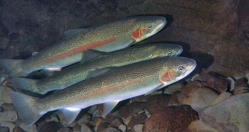 Warmer stream temperatures in burned-over Oregon watershed didn't result in fewer trout