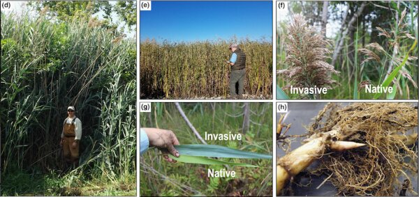 #What makes this invasive, non-native reed grass thrive in the wetlands?