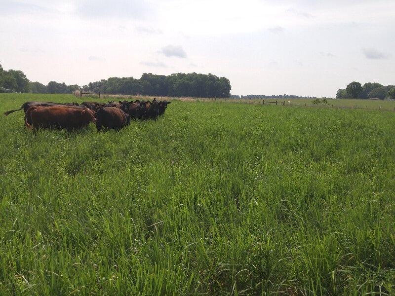 Какая трава лучше для домашнего скота?