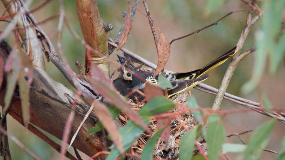 photo of What will it take to save the regent honeyeater? image