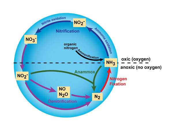 Examining the intricacies of the nitrogen cycle