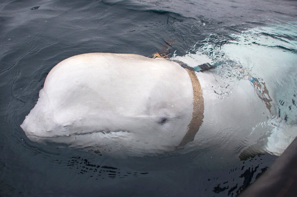 Beluga whale trapped France's Seine River dies