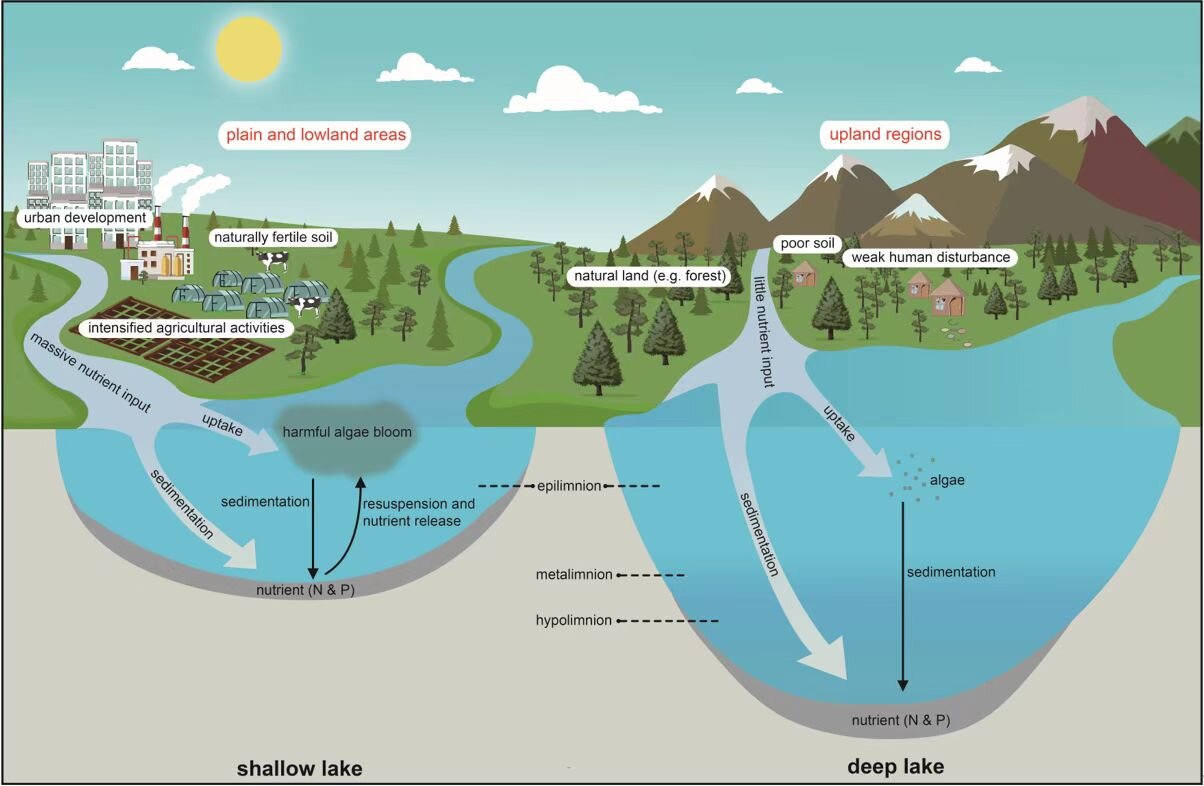 Why are shallow lakes prone to eutrophication?