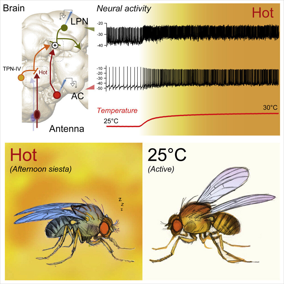 Fruit fly study reveals a thermometer brain circuit promoting midday siesta on hot days