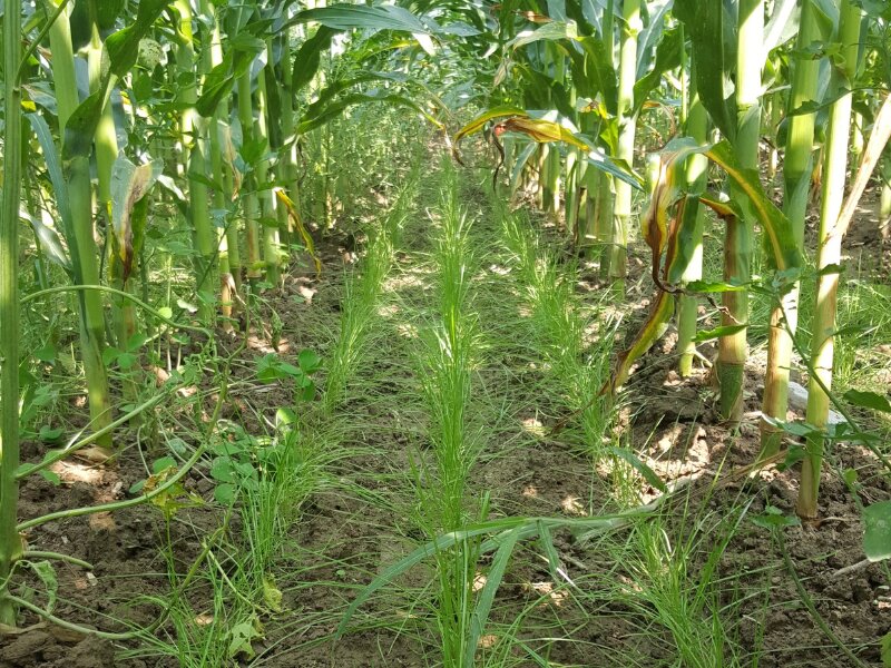 Why interseeding might be the boost cover crops need