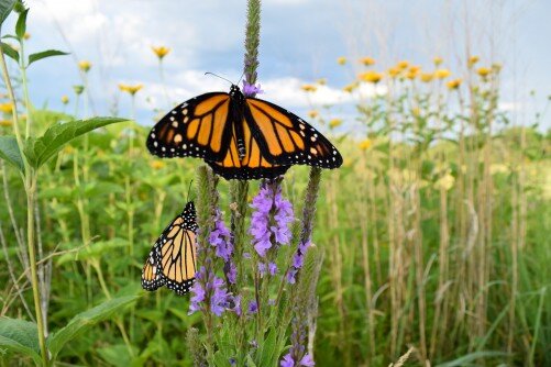#Years of monarch butterfly research shows how adding habitat will help conservation