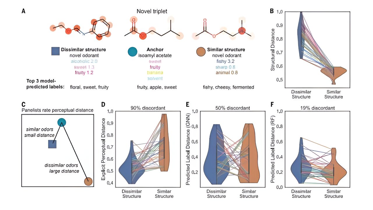Le « nez » de l’IA prédit les odeurs des structures moléculaires