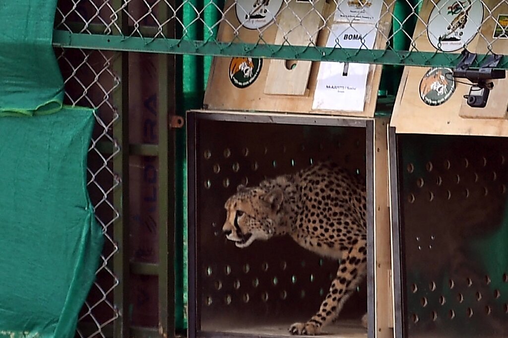 India to get more than 100 cheetahs from 