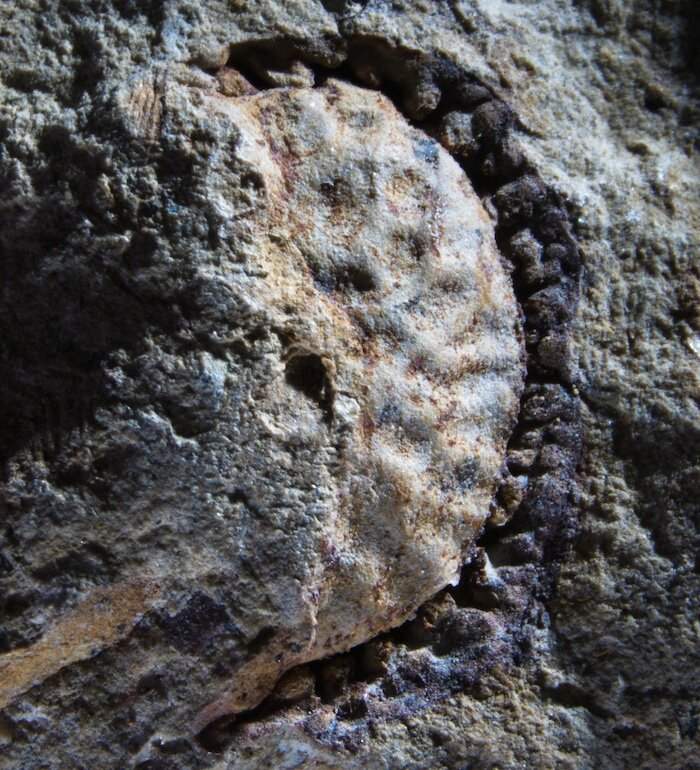 A fossil fruit from California shows ancestors of coffee and potatoes survived cataclysm that killed the dinosaurs - Phys.org