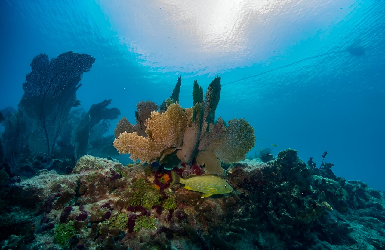 Alarm as seawater heats up off Florida Keys, imperiling reef
