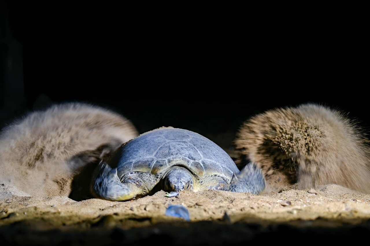 Green turtles fight to survive against Pakistan’s urban sprawl