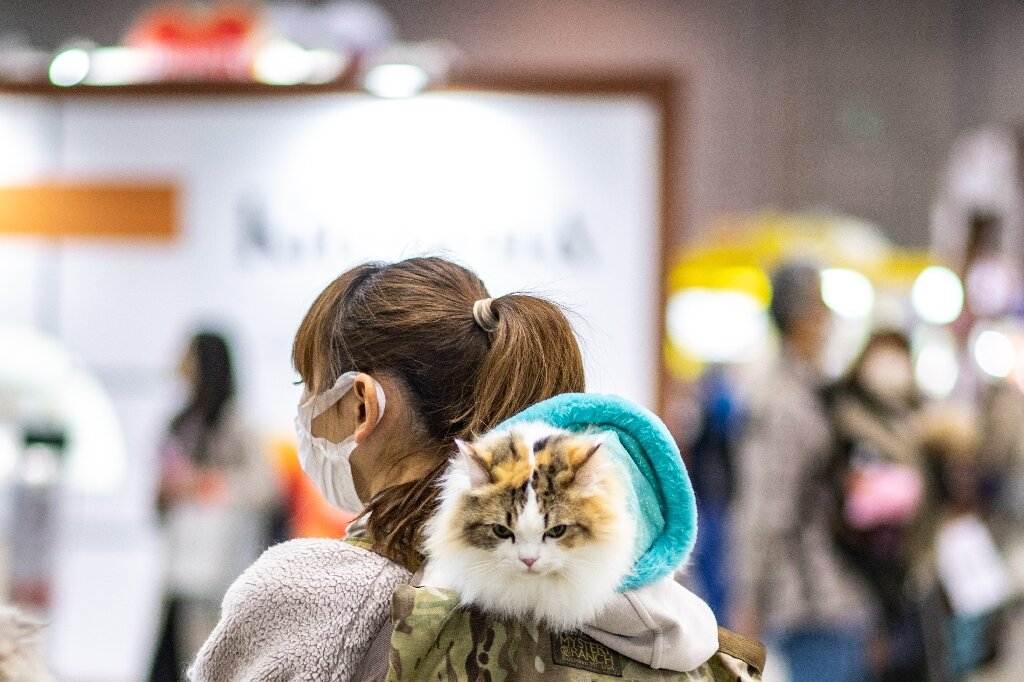 日本のアプリケーションは猫の痛みを検出することを目的としています