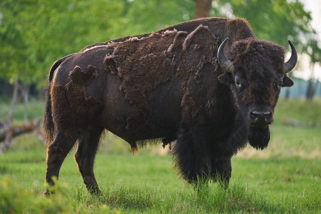 a male bison roams elk