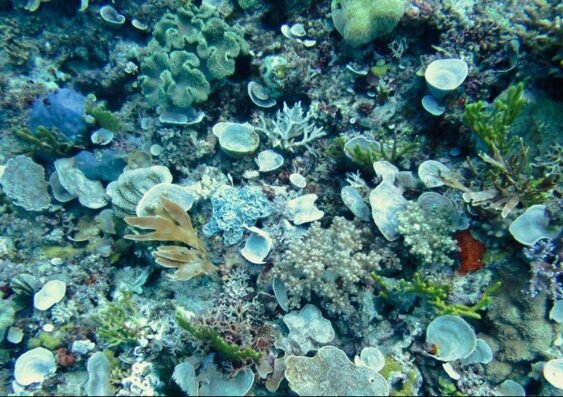 Individual Natural Sea Sponge
