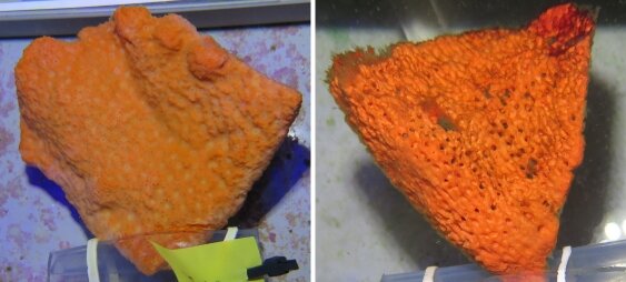Millions of sea sponges are dying in unprecedented event •