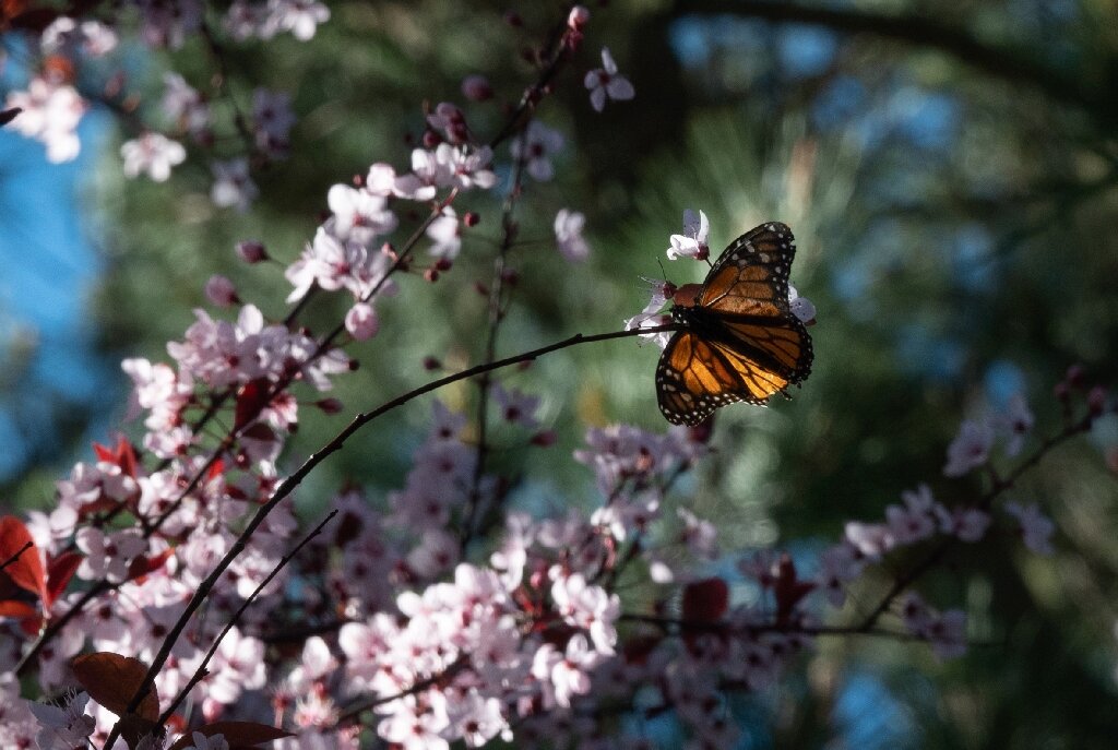 #Endangered monarch butterflies face perilous storm