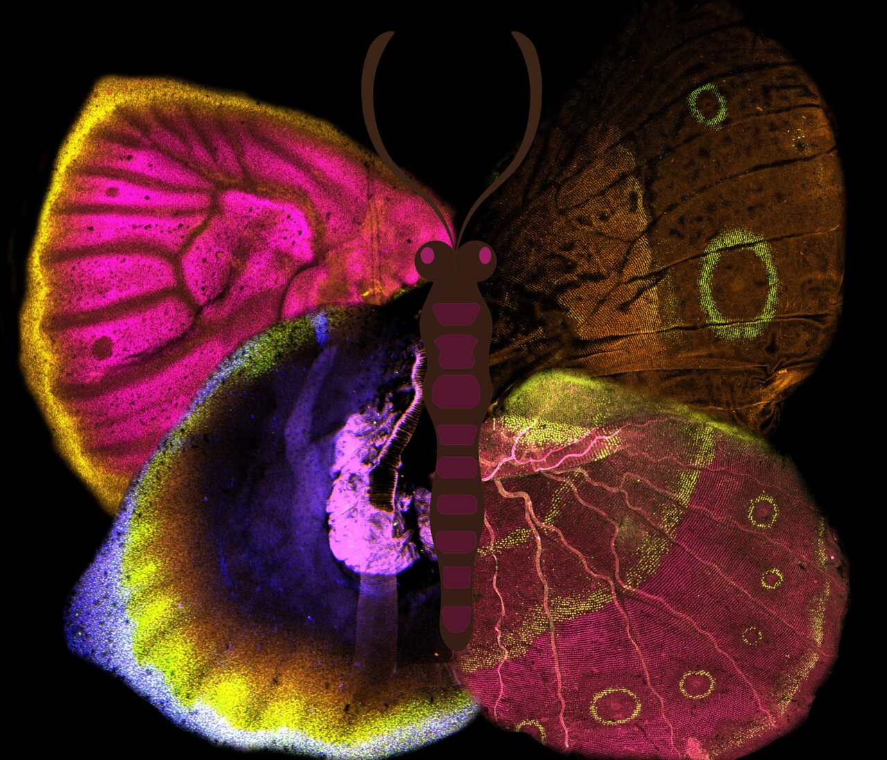 Butterfly wing patterns emerge from ancient 'junk' DNA