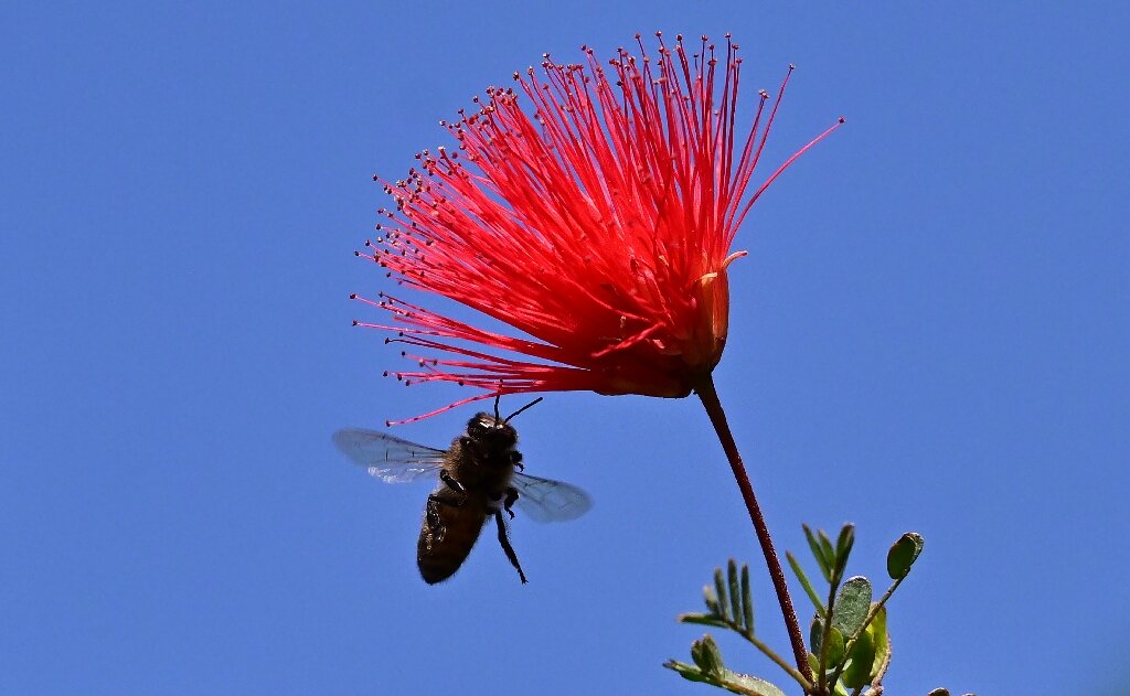 Les abeilles mellifères de Californie attendent le fameux soleil