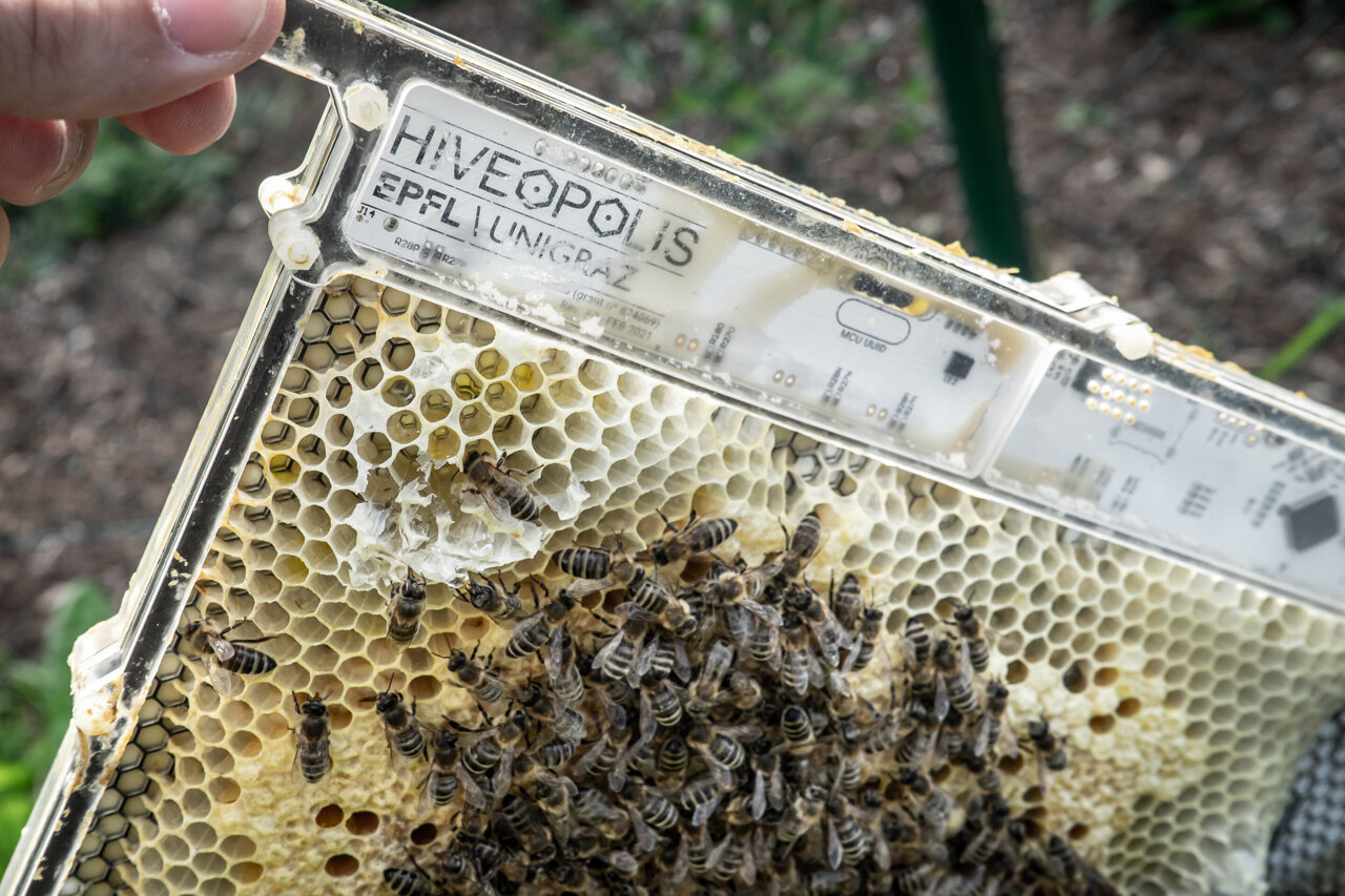 What is Honeycomb and It's Vital Role in the Hive?- Carolina Honeybees