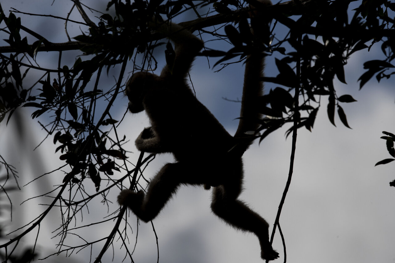 A scientist's quest to save the Americas' biggest monkey - Los