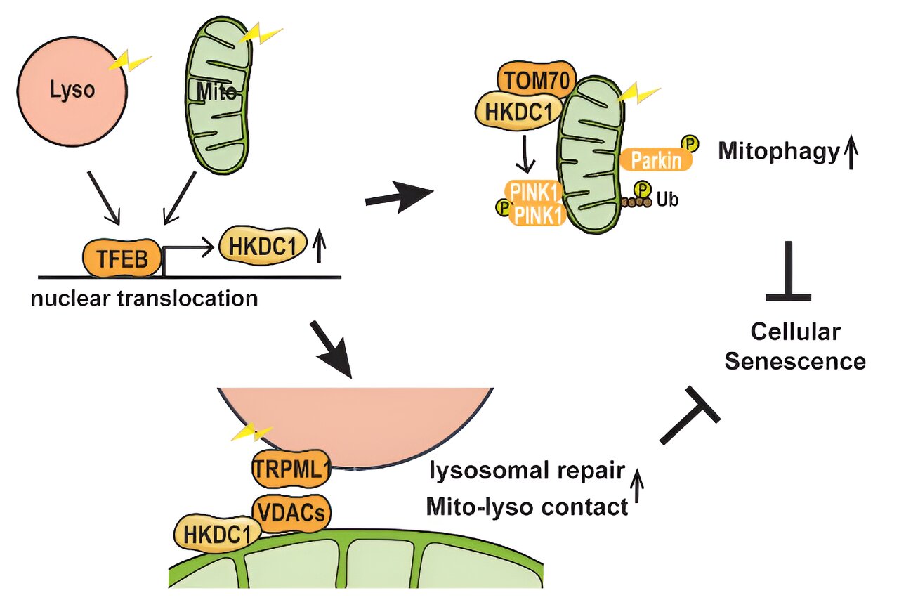HKDC1 protein was found to be essential for the maintenance of two mitochondrial subcellular structures, the mitochondrion and the lysosome