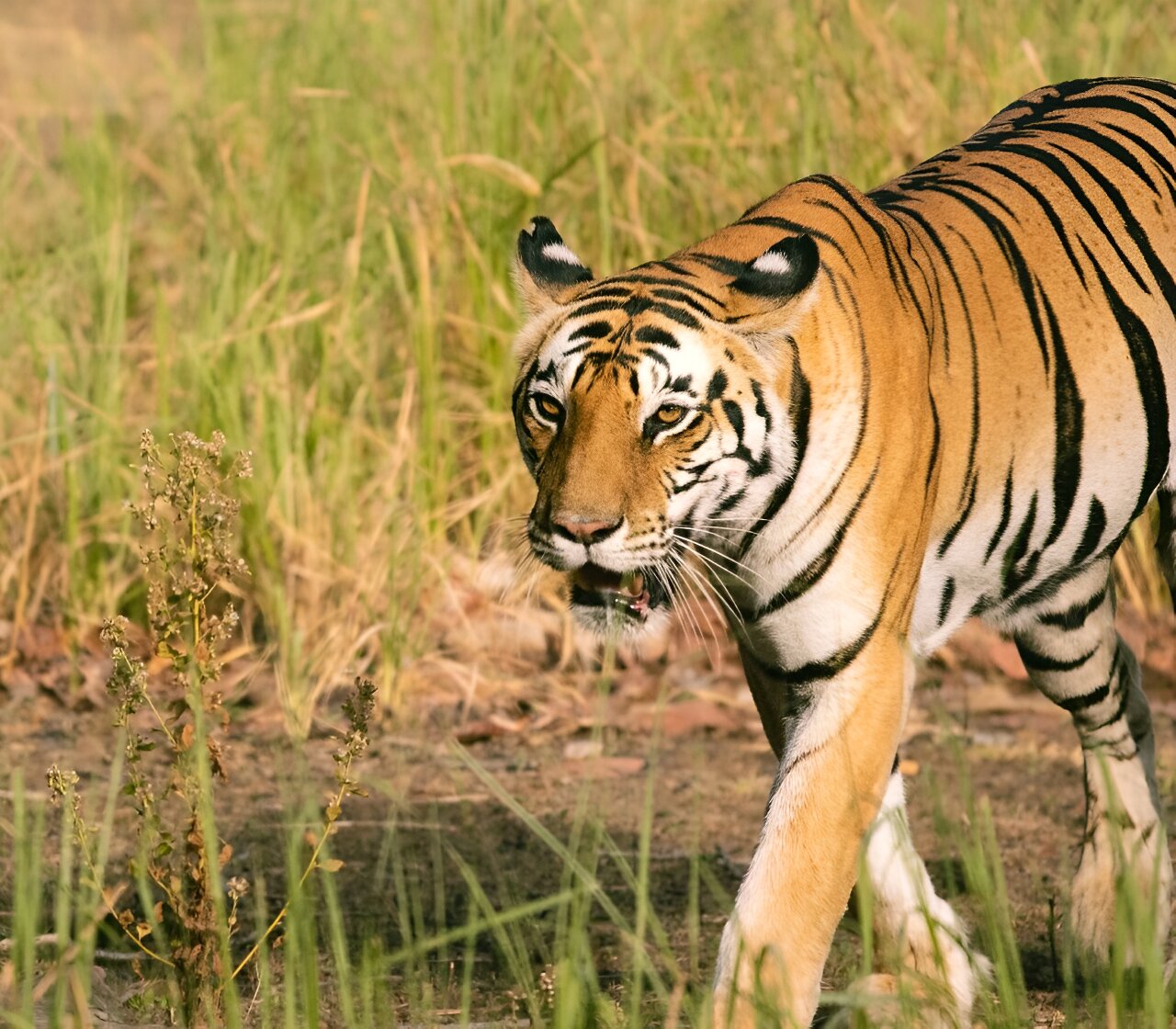 AI of the tiger: Tiny camera 'protects' predator—and people