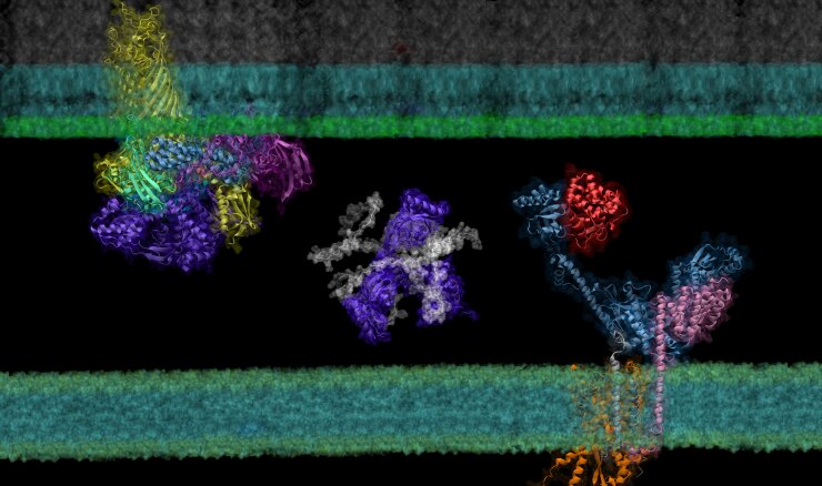 Deep learning tool's 'computational microscope' predicts protein interactions, p..