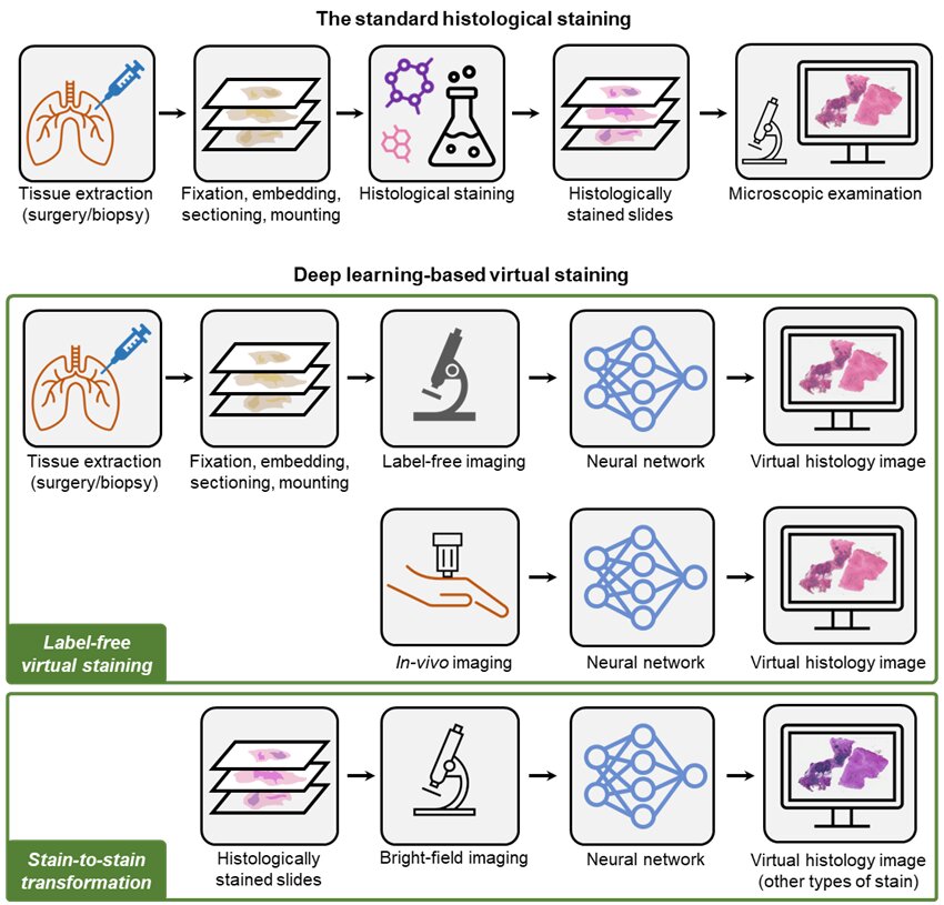 #AI-based staining of biological samples