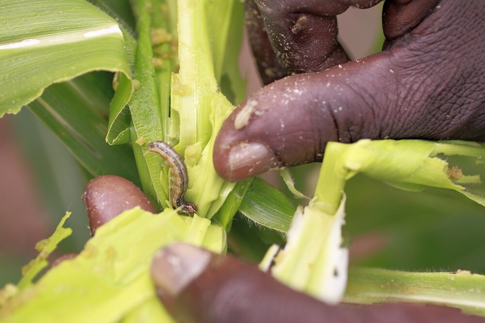 photo of Almost all of Africa's maize crop is at risk from devastating fall armyworm pest, study reveals image