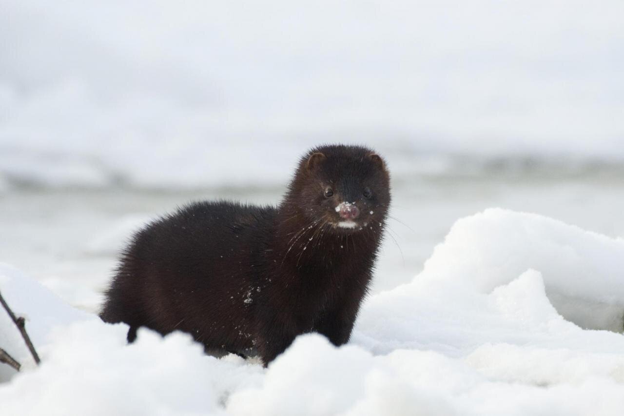 The American mink grows its own brains in a rare reversal of the domestication process