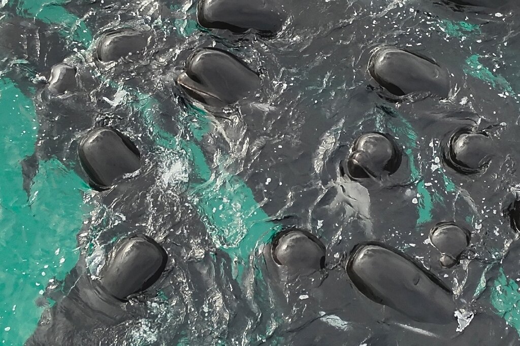 Optimism Shines Among Rescuers of Stranded Whales in Australia