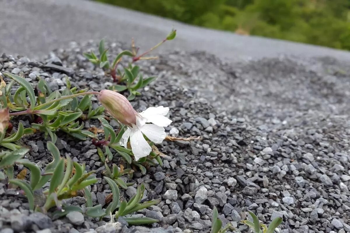 photo of The humble sea campion flower can show us how species adapt image