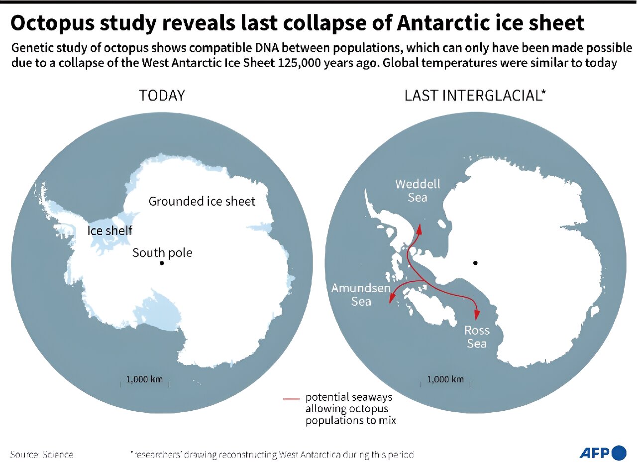 南極タコのDNAから氷床崩壊が予想より早いことが判明