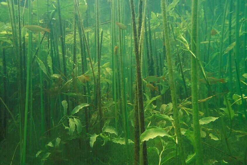 underwater river plants