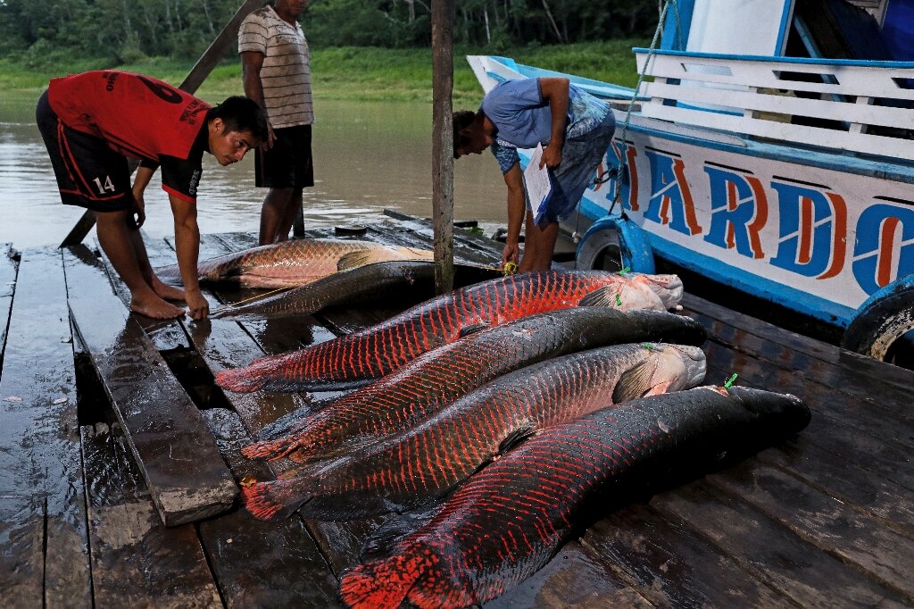 Pirarucu: 's giant air-breathing fish in poachers' sights