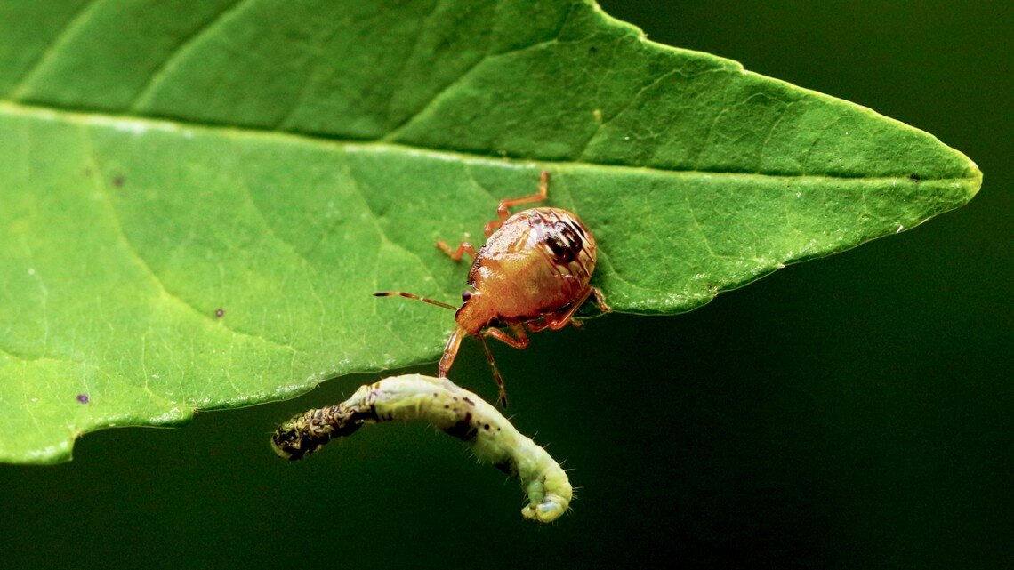 Artificial Night Lights May Help Control Caterpillar Population