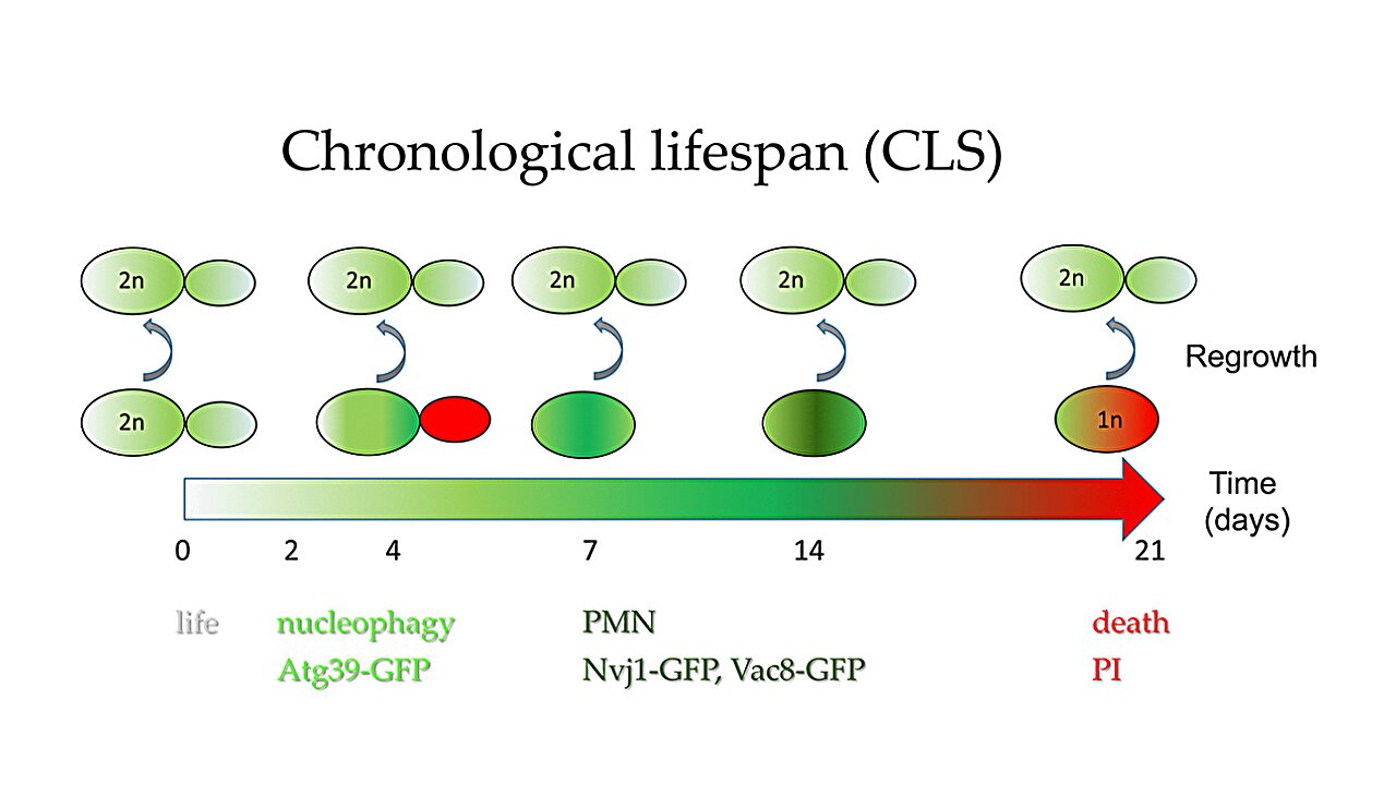 Autophagy’s role in DNA loss and survival of diploid yeast cells during chronological aging