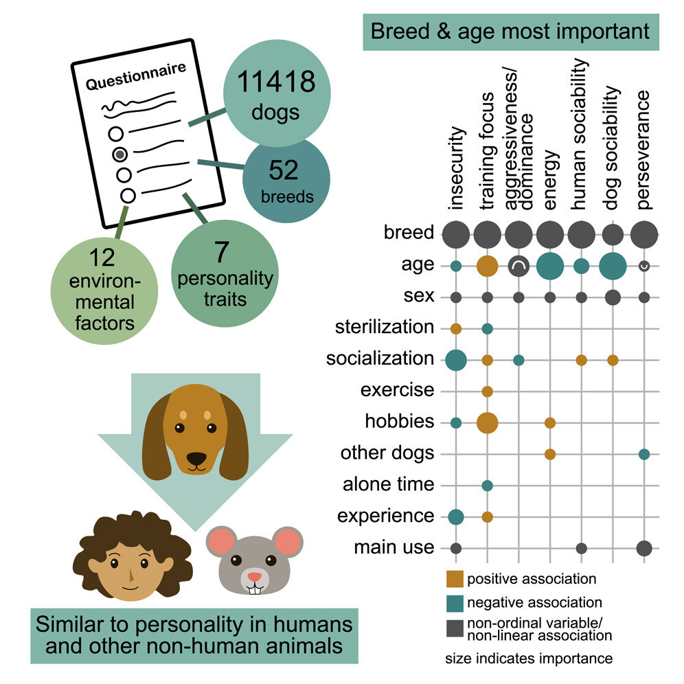 Breed, age and puppyhood socialization linked to canine personality