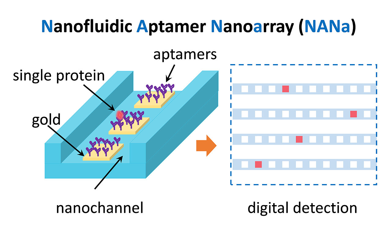 Nanofluidisches Aptamer-Nanoarray misst einzelne Proteine