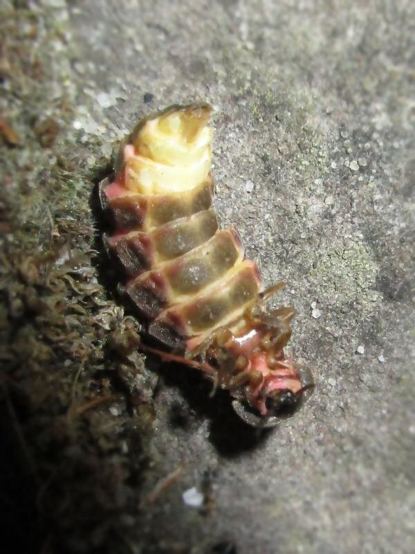 Glow-worm twinkle at risk of being extinguished by brighter nights