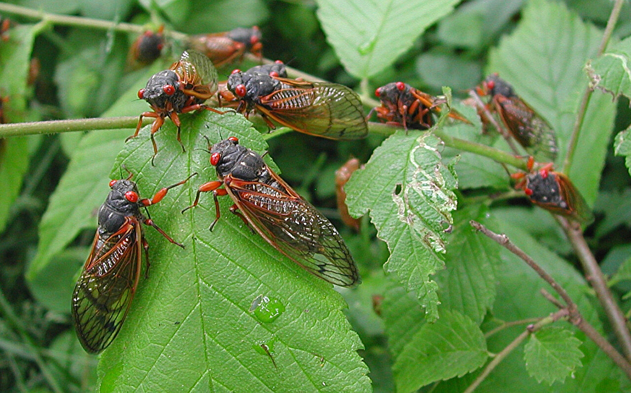 Measuring periodical cicadas' chorus with fiber optic cables