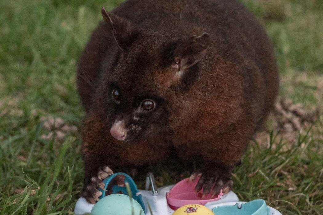 photo of Brushtail possums can learn from their peers, researcher finds image