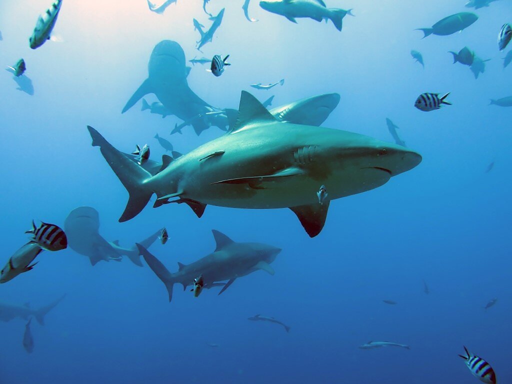 2022's Top 10 Most Critically Endangered Sharks & Rays