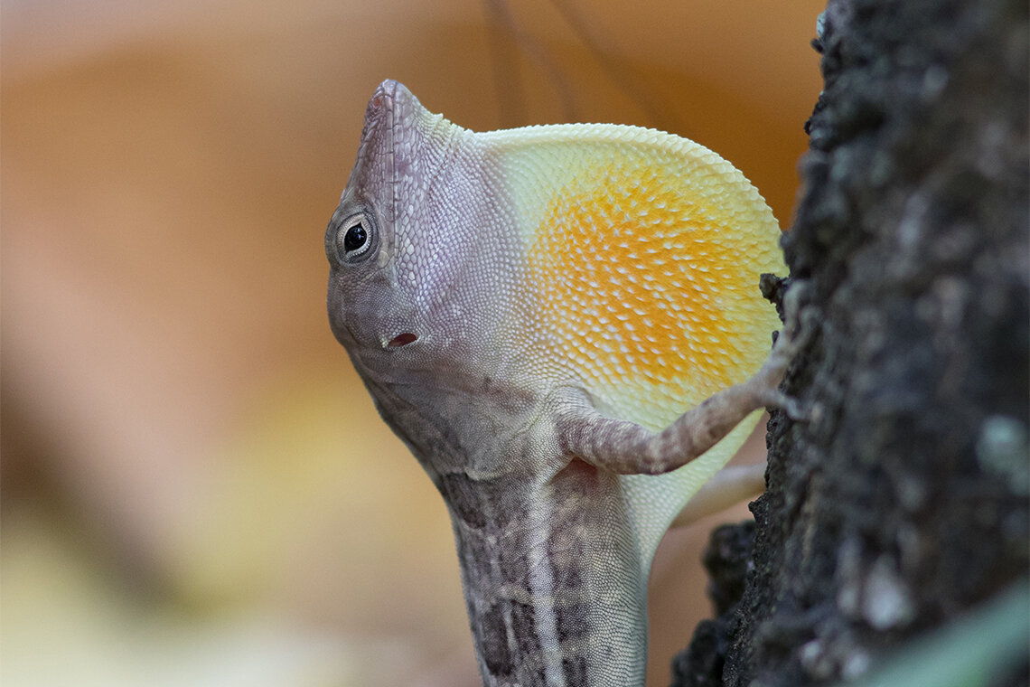 By studying lizards, researchers reveal the forces that shape biodiversity