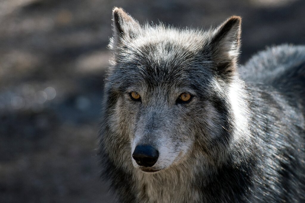Ranchers battle wolves in Colorado wilds as reintroduction looms