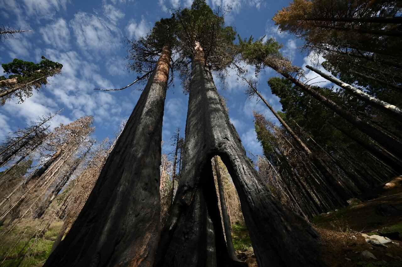 Helping or hindering? US scientists debate how to save giant sequoias